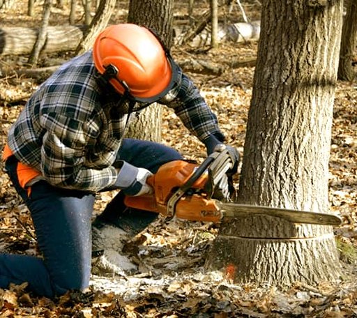 Tree Removal in Roulette, PA